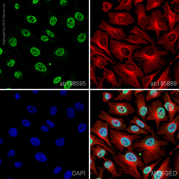 ab198595 staining TRF2 in HeLa cells. The cells were fixed with 4% formaldehyde (10 min), permeabilized with 0.1% Triton X-100 for 5 minutes and then blocked with 1% BSA/10% normal goat serum/0.3M glycine in 0.1%PBS-Tween for 1h. The cells were then incubated overnight at +4°C with ab198595 at 1/100 dilution (shown in green) and ab195889, Mouse monoclonal to alpha Tubulin (Alexa Fluor® 594), at 1/250 dilution (shown in red). Nuclear DNA was labelled with DAPI (shown in blue).Image was taken with a confocal microscope (Leica-Microsystems, TCS SP8).This product also gave a positive signal under the same testing conditions in HeLa cells fixed with 100% methanol (5min).