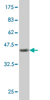 Western blot against tagged recombinant protein immunogen using ab56847 TRF41 antibody at 1ug/ml.