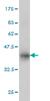 Western blot against tagged recombinant protein immunogen using ab56647 TRIB1 antibody at 1ug/ml.