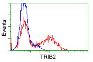 HEK293T cells transfected with either TRIB2 overexpress plasmid (Red) or empty vector control plasmid (Blue) were immunostained by ab117981 at 1/100 dilution and then analyzed by flow cytometry.