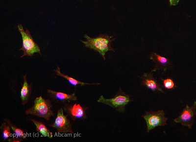 ICC/IF image of ab101232 stained HeLa cells. The cells were 4% formaldehyde fixed (10 min) and then incubated in 1%BSA / 10% normal goat serum / 0.3M glycine in 0.1% PBS-Tween for 1h to permeabilise the cells and block non-specific protein-protein interactions. The cells were then incubated with the antibody ab101232 at 5µg/ml overnight at +4°C. The secondary antibody (green) was DyLight® 488 goat anti- rabbit (ab96899) IgG (H+L) used at a 1/1000 dilution for 1h. Alexa Fluor® 594 WGA was used to label plasma membranes (red) at a 1/200 dilution for 1h. DAPI was used to stain the cell nuclei (blue) at a concentration of 1.43µM.