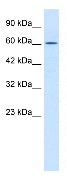 Anti-TRIM17 antibody (ab28672) at 0.12 µg/ml + Jurkat Cell Lysate 10ug.SecondaryHRP conjugated anti-Rabbit IgG at 1/50000 dilution