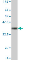 Western blot against tagged recombinant protein immunogen using ab54830 TRIM23 antibody at 1ug/ml.