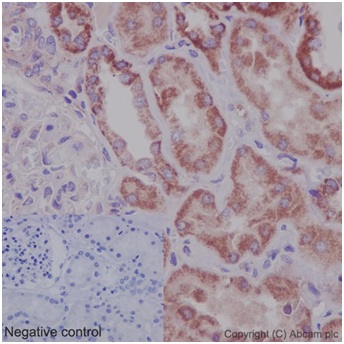 Immunohistochemical analysis of paraffin-embedded Human fetal kidney tissue labeling SLCO5A1 using ab191412 at 1/100 dilution (10μg/mL). A Ready to use HRP Polymer for Rabbit IgG (prediluted) was used as secondary. Counterstain: Hematoxylin. Inset image: negative control obtained using PBS instead of ab191412.