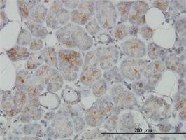 TRIM35 antibody (ab56993) used in immunohistochemistry at 3ug/ml on formalin fixed and paraffin embedded human salivary gland.