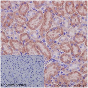 Immunohistochemical analysis of paraffin-embedded Mouse fetal kidney tissue labeling SLCO5A1 using ab191412 at 1/100 dilution (10 μg/mL). A Ready to use HRP Polymer for Rabbit IgG (prediluted) was used as secondary. Counterstain: Hematoxylin. Inset image: negative control obtained using PBS instead of ab191412.