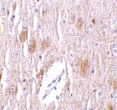 ab24181 at 1µg/ml staining TRIM delta in mouse brain tissue by IHC