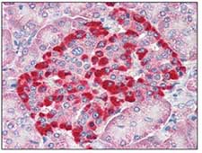 ab109763, at 2.5 µg/ml, staining TRIM5 gamma in formalin-fixed, paraffin-embedded Human pancreas tissue by immunohistochemistry. Sections were incubated with a biotinylated goat anti-rabbit IgG secondary antibody, followed by alkaline phosphatase-streptavidin and chromogen.