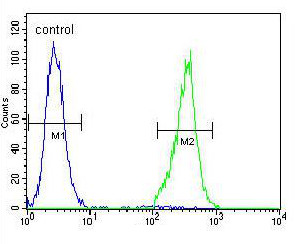 Flow cytometric analysis of NCI-H460 cells labeling TRIM65 with ab170424 at 1/10 dilution (right histogram), compared to a negative control cell (left histogram). FITC-conjugated goat-anti-rabbit secondary antibodies were used for the analysis.
