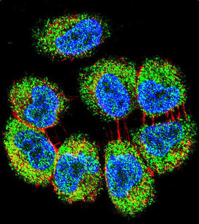 Immunofluorescent analysis of NCI-H460 cells labeling TRIM65 with ab170424 at a 1/10 dilution, followed by secondary antibody labeling with Alexa Fluor 488-conjugated goat anti-rabbit lgG (green). Actin filaments have been labeled with Alexa Fluor 555 phalloidin (red). DAPI was used to stain the cell nuclear (blue).