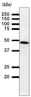 Anti-TRIP13 antibody [3175D1] (ab50886) at 1/50 dilution + HT-1080 whole cell lysate at 25 µgSecondaryMouse IgGantibody at 1/2500 dilution