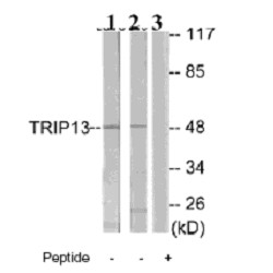 All lanes : Anti-TRIP13 antibody - Carboxyterminal end (ab64964) at 1/500 dilutionLane 1 : extracts from LOVO cells without immunizing peptideLane 2 : extract from NIH 3T3 cells, without immunizing peptideLane 3 : extract from NIH 3T3 cells with immunizing peptide