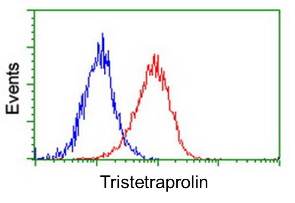 ab119779, at 1/100 dilution, staining Tristetraprolin (red) in HeLa cells, compared to a nonspecific negative control antibody (blue), by flow cytometry.