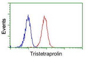 ab119779, at 1/100 dilution, staining Tristetraprolin (red) in Jurkat cells, compared to a nonspecific negative control antibody (blue), by flow cytometry.