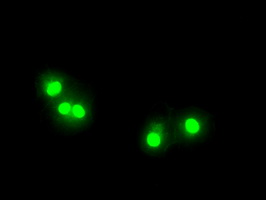 ab124024, at 1/100, staining Tristetraprolin in COS7 cells transiently transfected with pCMV6-ENTRY Tristetraprolin by Immunofluorescence.