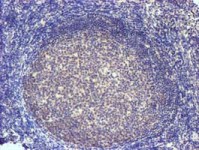 ab119765, at 1/150 dilution, staining SLFNL1 in paraffin-embedded Human tonsil tissue by Immunohistochemistry.