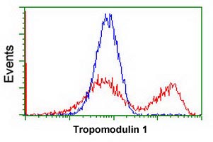 ab124034, at 1/100 dilution, staining Tropomodulin 1 in HEK293T cells transfected with a Tropomodulin 1 overexpress plasmid (Red) or empty vector control plasmid (Blue) by Flow cytometry.