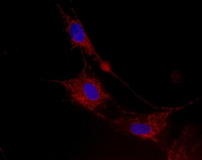 Immunocytochemistry of ab119687 stained HDFn cells (human). The cells were paraformaldehyde fixed (4%, 20 min) and Triton X-100 permeabilized (0.1%, 15min). The cells were then incubated with the antibody (ab119687, 1µg/ml) for 2h at room temperature or over night at 4°C. The secondary antibody was (red) 594 goat anti-mouse IgG (H+L) used at a 1/1000 dilution for 1h. 10% Goat serum was used as the blocking agent for all blocking steps. The target protein locates to the mitochondria.