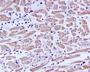 Immunohistochemical analysis of paraffin-embedded Human heart muscle tissue using ab109505 at 1/500