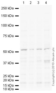 All lanes : Anti-TRP2 antibody (ab92995) at 1 µg/mlLane 1 : K562 (Human erythromyeloblastoid leukemia cell line) Whole Cell Lysate Lane 2 : HeLa (Human epithelial carcinoma cell line) Whole Cell Lysate Lane 3 : A431 (Human epithelial carcinoma cell line) Whole Cell Lysate Lane 4 : A549 (Human lung adenocarcinoma epithelial cell line) Whole Cell Lysate Lysates/proteins at 10 µg per lane.SecondaryGoat polyclonal Secondary Antibody to Rabbit IgG - H&L (HRP), pre-adsorbed at 1/5000 dilutiondeveloped using the ECL techniquePerformed under reducing conditions.