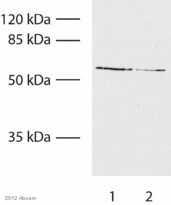 All lanes : Anti-TRP2 antibody (ab92995) at 1/1000 dilutionLane 1 : Human A375 whole cell lysate with 21% OxygenLane 2 : Human A375 whole cell lysate with 1% OxygenLysates/proteins at 10000 cells per lane.SecondaryHRP-conjugated Goat anti-rabbit IgG polyclonal at 1/5000 dilutiondeveloped using the ECL techniquePerformed under reducing conditions.
