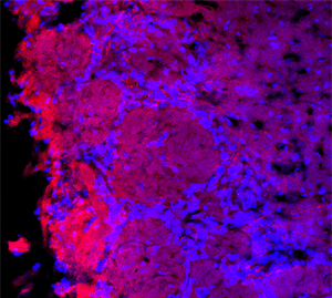 ab74819 (1/500) staining TRPC1 in rat olfactory bulb by Immunohistochemistry (frozen). DAPI counterstaining appears in blue