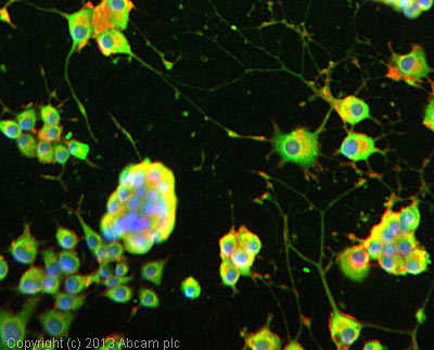 ab63076 stained PC12 cells. The cells were 100% methanol fixed for 5 minutes at -20°C and then incubated in 1%BSA / 10% normal goat serum / 0.3M glycine in 0.1% PBS-Tween for 1hour at room temperature to permeabilise the cells and block non-specific protein-protein interactions. The cells were then incubated with the antibody (ab63076 at 1/200 dilution) overnight at +4°C. The secondary antibody (pseudo-colored green) was Goat Anti-Rabbit IgG H&L (Alexa Fluor® 488) preadsorbed (ab150081) used at a 1/1000 dilution for 1hour at room temperature. Alexa Fluor® 594 WGA was used to label plasma membranes (pseudo-colored red) at a 1/200 dilution for 1hour at room temperature. DAPI was used to stain the cell nuclei (pseudo-colored blue) at a concentration of 1.43µM for 1hour at room temperature.