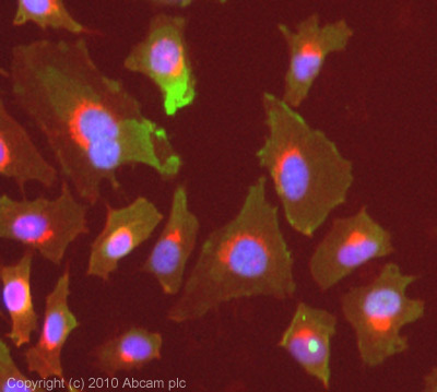 ICC/IF image of ab63038 stained HeLa cells. The cells were 4% PFA fixed (10 min) and then incubated in 1%BSA / 10% normal goat serum / 0.3M glycine in 0.1% PBS-Tween for 1h to permeabilise the cells and block non-specific protein-protein interactions. The cells were then incubated with the antibody (ab63038, 1µg/ml) overnight at +4°C. The secondary antibody (green) was Alexa Fluor® 488 goat anti-mouse IgG (H+L) used at a 1/1000 dilution for 1h. Alexa Fluor® 594 WGA was used to label plasma membranes (red) at a 1/200 dilution for 1h. DAPI was used to stain the cell nuclei (blue) at a concentration of 1.43µM.