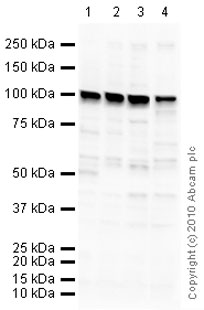 All lanes : Anti-TRPV3 antibody (ab32734) at 1 µg/mlLane 1 : U-87 MG (Human glioblastoma astrocytoma) Whole Cell Lysate Lane 2 : SK N BE (Human neuroblastoma) Whole Cell Lysate Lane 3 : SHSY-5Y (Human neuroblastoma cell line) Whole Cell Lysate Lane 4 : HeLa (Human epithelial carcinoma cell line) Whole Cell Lysate Lysates/proteins at 10 µg per lane.SecondaryGoat polyclonal to Rabbit IgG - H&L - Pre-Adsorbed (HRP) at 1/3000 dilutiondeveloped using the ECL techniquePerformed under reducing conditions.