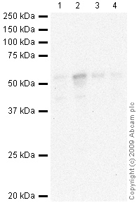 All lanes : Anti-Tryptophan Hydroxylase antibody (ab46757) at 1 µg/mlLane 1 : Brain (Human) Tissue Lysate - adult normal tissue (ab29466)Lane 2 : Brain (Mouse) Tissue LysateLane 3 : Serotoninergic nucleus (5HT) Rat Tissue LysateLane 4 : Serotoninergic nucleus (5HT) Mouse Tissue LysateLysates/proteins at 10 µg per lane.SecondaryGoat polyclonal to Rabbit IgG - H&L - Pre-Adsorbed (HRP) at 1/3000 dilutionPerformed under reducing conditions.