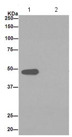 Western blot analysis on immunoprecipitation from 1) HeLa cell lysate and 2) PBS, labeling TSC22 domain family, member 4 using ab190349 at 1/50 dilution and HRP-conjugated anti-rabbit IgG specific to the non-reduced form of rabbit IgG at a 1/1500 dilution.
