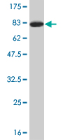 Anti-TSC22 domain family, member 4 antibody (ab76915) at 5 µg/ml + Recombinant tagged full length TSC22 domain family, member 4 protein at 0.2 µgSecondaryGoat Anti-Mouse IgG (H&L)-HRP Conjugate at 1/5000 dilution