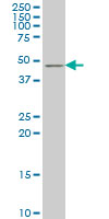 Anti-TSC22 domain family, member 4 antibody (ab76915) at 5 µg/ml + Hela nuclear extract at 25 µgSecondaryGoat Anti-Mouse IgG (H&L)-HRP Conjugate at 1/2500 dilution