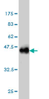 Western blot against tagged recombinant protein immunogen using ab56534 TSC22D1 antibody at 1ug/ml.