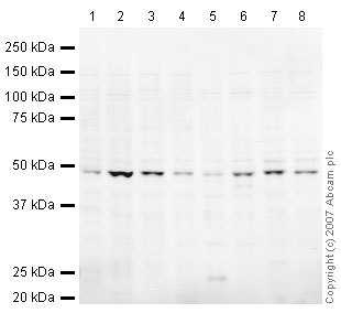 All lanes : Anti-TSG101 antibody (ab30871) at 1 µg/mlLane 1 : HeLa (Human epithelial carcinoma cell line) Whole Cell LysateLane 2 : A431 (Human epithelial carcinoma cell line) Whole Cell Lysate Lane 3 : Jurkat (Human T cell lymphoblast-like cell line) Whole Cell Lysate Lane 4 :  HEK293 Human embryonic kidney cell line Whole Cell Lysate Lane 5 : HepG2 (Human hepatocellular liver carcinoma cell line) Whole Cell Lysate Lane 6 :  MCF7 (Human breast adenocarcinoma cell line) Whole Cell Lysate Lane 7 : SHSY-5Y (Human neuroblastoma cell line) Whole Cell Lysate Lane 8 : U2OS (Human osteosarcoma cell line) Whole Cell LysateLysates/proteins at 10 µg per lane.SecondaryIRDye 680 Conjugated Goat Anti-Rabbit IgG (H+L) at 1/10000 dilutionPerformed under reducing conditions.