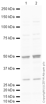 All lanes : Anti-TSG101 antibody (ab30871) at 1 µg/mlLane 1 : NIH 3T3 (Mouse embryonic fibroblast cell line) Whole Cell LysateLane 2 : PC12 (Rat adrenal pheochromocytoma cell line) Whole Cell LysateLysates/proteins at 10 µg per lane.SecondaryGoat Anti-Rabbit IgG H&L (HRP) (ab97051) at 1/10000 dilutiondeveloped using the ECL techniquePerformed under reducing conditions.