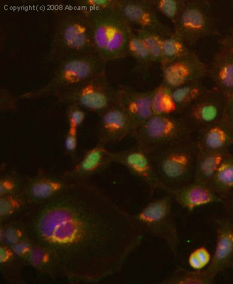 ICC/IF image of ab30871 stained human HEK 293 cells. The cells were 4% PFA fixed (10 min), permabilised in 0.1% PBS-Tween (20 min) and incubated with the antibody (ab30871, 5µg/ml) for 1h at room temperature. 1%BSA / 10% normal goat serum / 0.3M glycine was used to block non-specific protein-protein interactions. The secondary antibody (green) was Alexa Fluor® 488 goat anti-rabbit IgG (H+L) used at a 1/1000 dilution for 1h. Alexa Fluor® 594 WGA was used to label plasma membranes (red). DAPI was used to stain the cell nuclei (blue). This antibody also gave a positive IF result in HeLa, HepG2 and MCF7 cells.