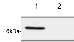 All lanes : Anti-TSG101 antibody [4A10] (ab83)Lane 1 : 20ug HeLa cell extractLane 2 : 20ug HeLa cell extract from cells treated with TSG101 siRNA
