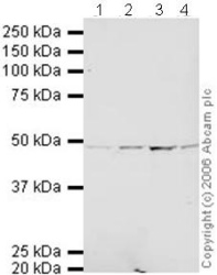 All lanes : Anti-TSG101 antibody [4A10] (ab83) at 1 µg/mlLane 1 : HeLa (Human epithelial carcinoma cell line) Whole Cell Lysate Lane 2 : A431 (Human epithelial carcinoma cell line) Whole Cell Lysate (ab7909)Lane 3 : Jurkat (Human T cell lymphoblast-like cell line) Whole Cell Lysate (ab7899)Lane 4 : HEK293 (Human embryonic kidney cell line) Whole Cell Lysate (ab7902)Lysates/proteins at 20 µg per lane.SecondaryDonkey polyclonal to Mouse IgG (IRDyeTM 700DX) at 1/10000 dilution