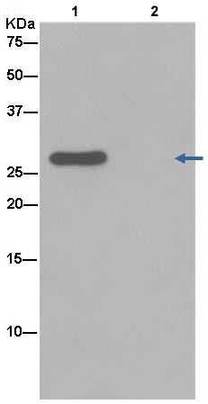Western blot analysis of TSPAN5 in MCF7 cell lysate immunoprecipitated with ab181109 at 1/60 dilution (Lane 1). Lane 2: Negative control.Secondary: Anti-Rabbit IgG (HRP), specific to the non-reduced form of IgG at 1/1500 dilution.