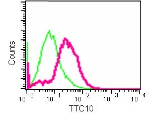 Flow cytometric analysis of HepG2 cells (2% paraformaldehyde-fixed) labeling TTC10 with ab184566 at 1/260 dilution (red) or a rabbit IgG (negative) (green), followed by Goat anti rabbit IgG (FITC) secondary at 1/150 dilution.