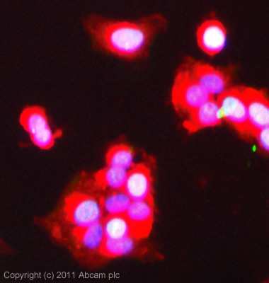 ICC/IF image of ab36855 stained MCF7 cells. The cells were 100% methanol fixed (5 min) and then incubated in 1%BSA / 10% normal goat serum / 0.3M glycine in 0.1% PBS-Tween for 1h to permeabilise the cells and block non-specific protein-protein interactions. The cells were then incubated with the antibody (ab36855, 5µg/ml) overnight at +4°C. The secondary antibody (green) was ab96899 Dylight 488 goat anti-rabbit IgG (H+L) used at a 1/250 dilution for 1h. Alexa Fluor®594 WGA was used to label plasma membranes (red) at a 1/200 dilution for 1h. DAPI was used to stain the cell nuclei (blue) at a concentration of 1.43µM.