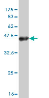 Western blot against tagged recombinant protein immunogen using ab57582 TTYH1 antibody at 1ug/ml.