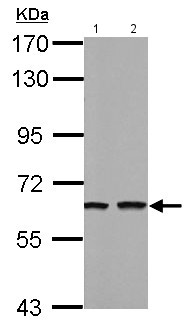 All lanes : Anti-TUB 1 antibody (ab155201) at 1/1000 dilutionLane 1 : Neuro2A whole cell lysateLane 2 : GL261 whole cell lysateLysates/proteins at 30 µg per lane.