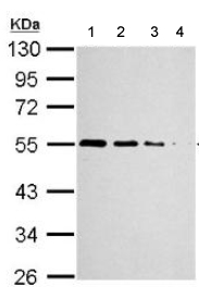 All lanes : Anti-TUBA1B antibody (ab151424) at 1/10000 dilutionLane 1 : 293T whole cell lysate at 20 µgLane 2 : 293T whole cell lysate at 10 µgLane 3 : 293T whole cell lysate at 5 µgLane 4 : 293T whole cell lysate at 1 µg