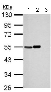 All lanes : Anti-TUBA1B antibody (ab151424) at 1/10000 dilutionLane 1 : HeLa cell lysateLane 2 : HeLa cell lysate, cytosol fractionLane 3 : HeLa cell lysate, nucleus fractionLysates/proteins at 30 µg per lane.