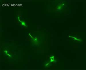 ab11323 at 1/800 staining dog kidney cells by ICC/IF. The cells were paraformaldehyde fixed and blocked with BSA prior to incubation with the antibody for 1 hour. An Alexa-Fluor ® 488 conjugated goat anti-mouse IgG was used as the secondary.See Abreview