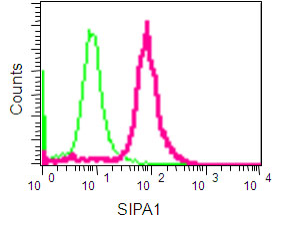 Flow cytometric analysis of 293T cells fixed in 2% paraformaldehyde labeling SIPA1 with ab189929 at 1/400 dilution, and Goat anti rabbit IgG (FITC) at 1/150 dilution as the secondary antibody.