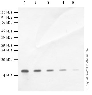 All lanes : Anti-SLPI antibody - Aminoterminal end (ab46763) at 1/1000 dilutionLane 1 : Recombinant Human SLP I at 0.04 µgLane 2 : Recombinant Human SLP I at 0.02 µgLane 3 : Recombinant Human SLP I at 0.01 µgLane 4 : Recombinant Human SLP I at 0.004 µgLane 5 : Recombinant Human SLP I at 0.001 µg