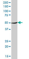 Anti-TUFM antibody (ab67991) at 1/500 dilution + rat brain tissue lysate at 25 µgSecondaryGoat anti-mouse IgG (H&L)-HRP conjugated at 1/2500 dilution